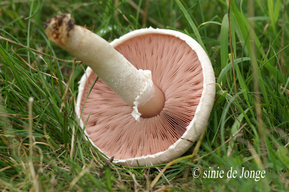 Anijschampignon
