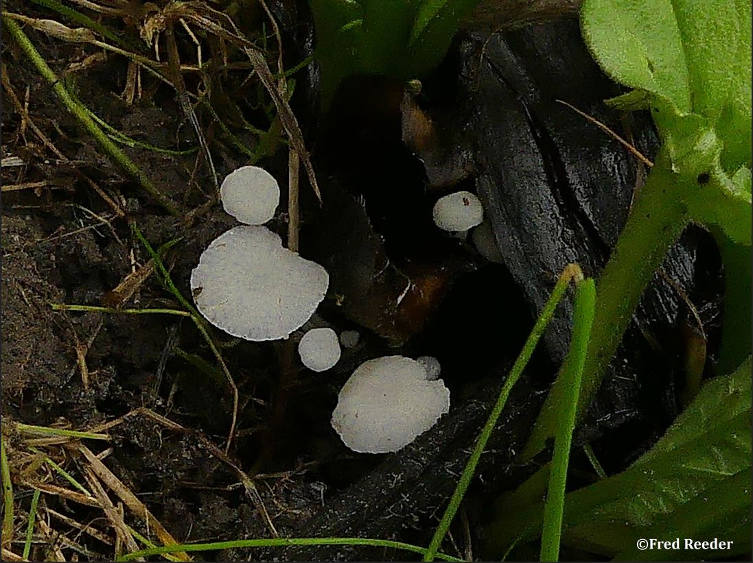 Smeerwortelmycena