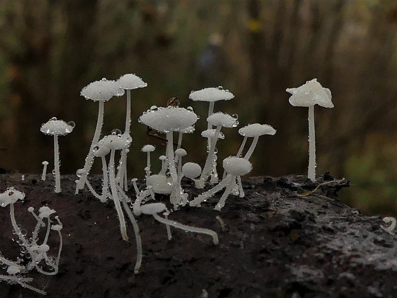 Kurkentrekkermycena