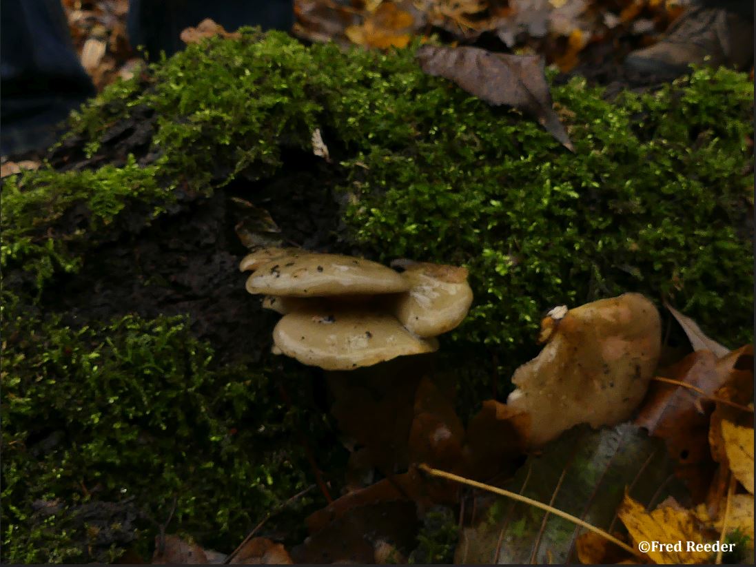 Grijsgroene melkzwam