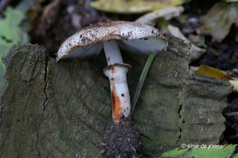 Bloedende champignonparasol