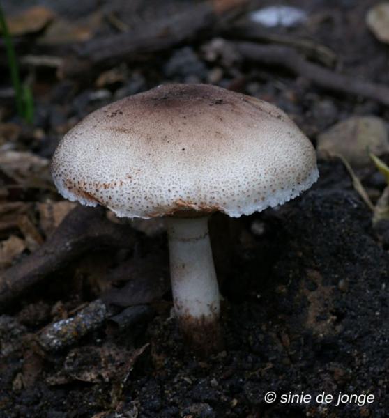 Bloedende champignonparasol