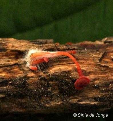 Adonismycena