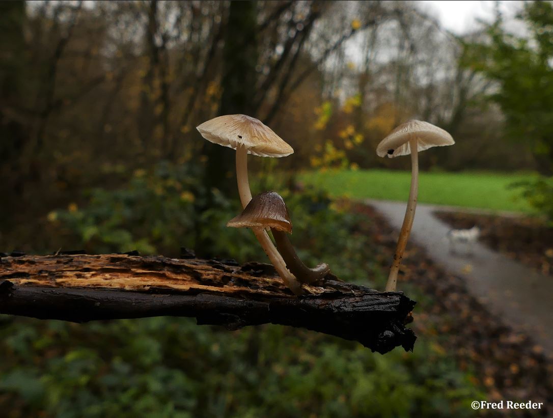 Bundelmycena