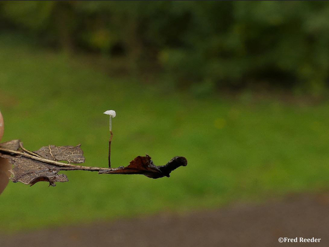 Witte eikenbladmycena
