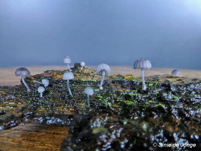 Blauwgrijze schorsmycena