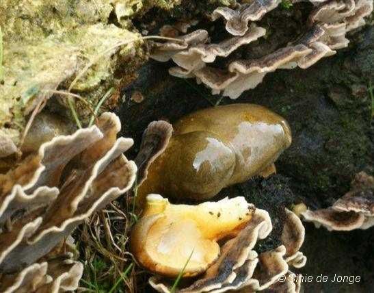 Groene schelpzwam