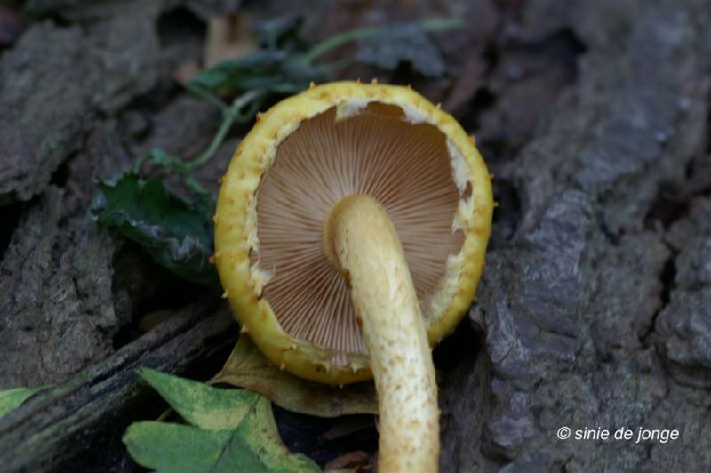 Goudvliesbundelzwam sl