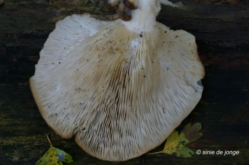 Gewone oesterzwam