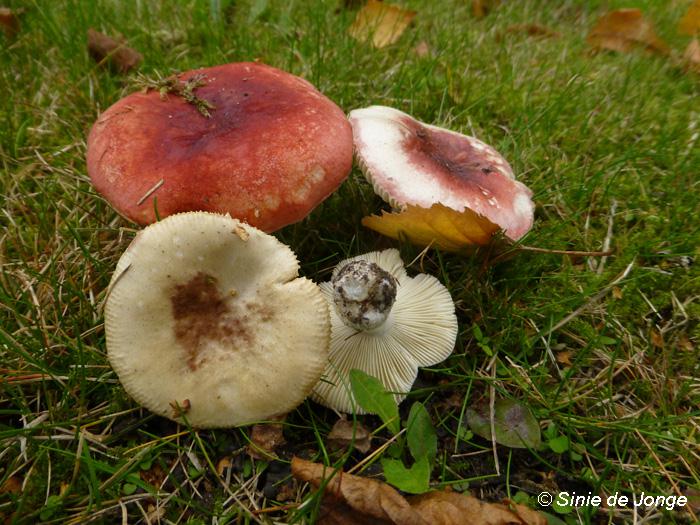 Russula (G)