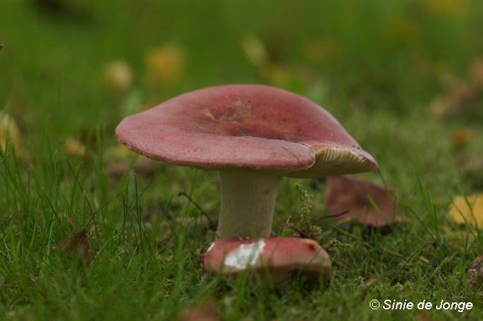 Russula (G)