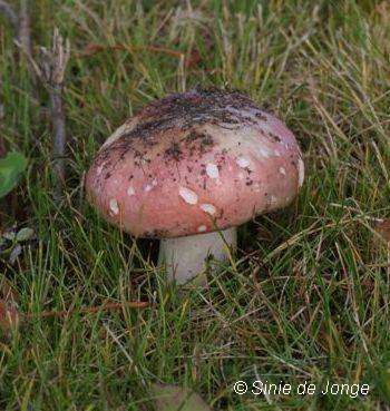 Kleine berkenrussula