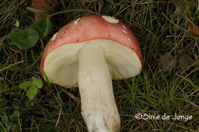 Verblekende russula