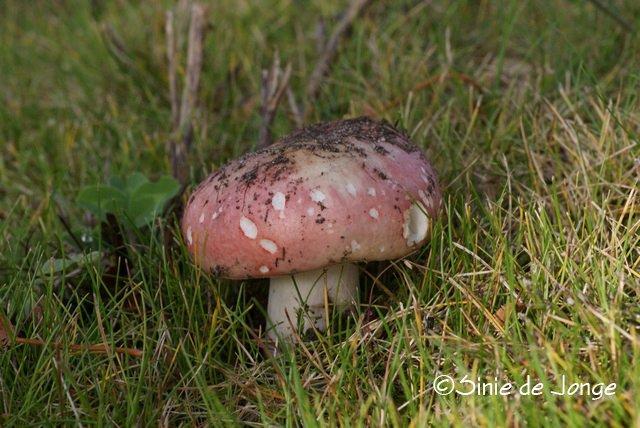 Verblekende russula
