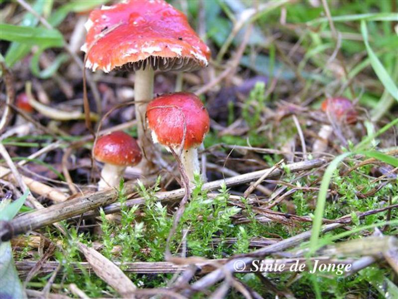 Oranjerode stropharia