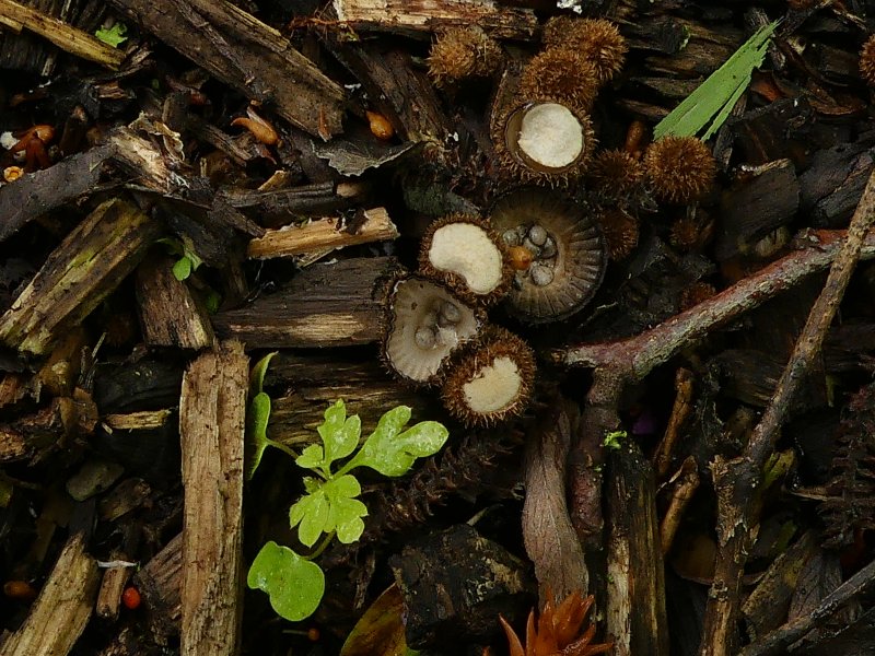 Gestreept nestzwammetje