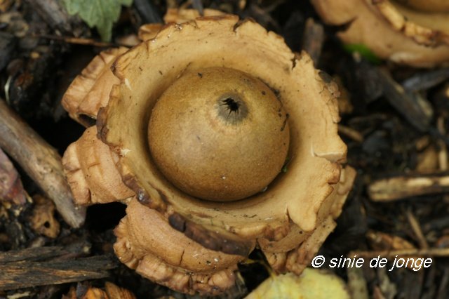 Gekraagde aardster
