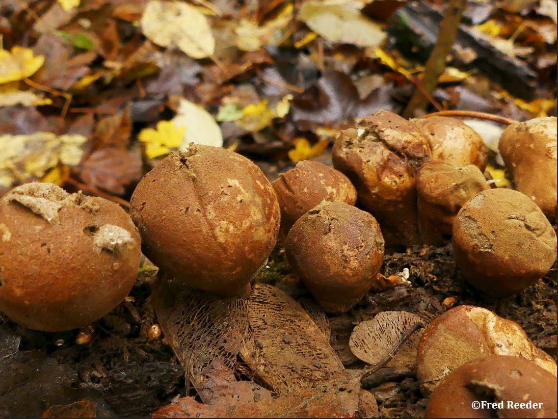 Peervormige stuifzwam
