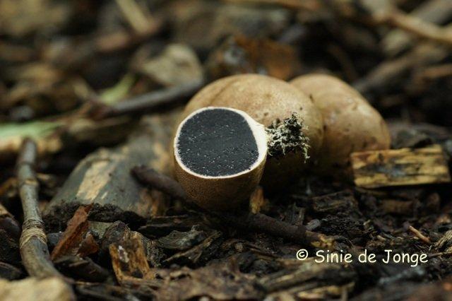 Kleine aardappelbovist