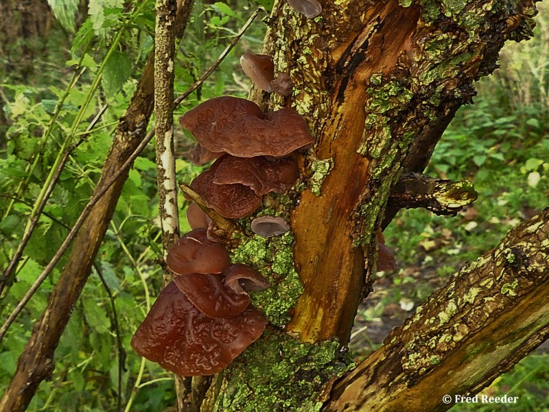 Judasoor p.p. (Auricularia) (G)