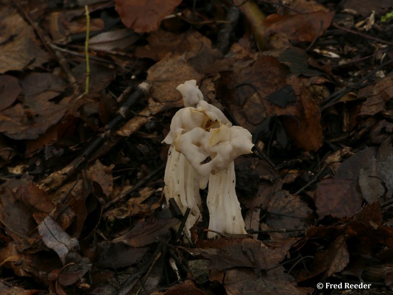 Witte kluifzwam