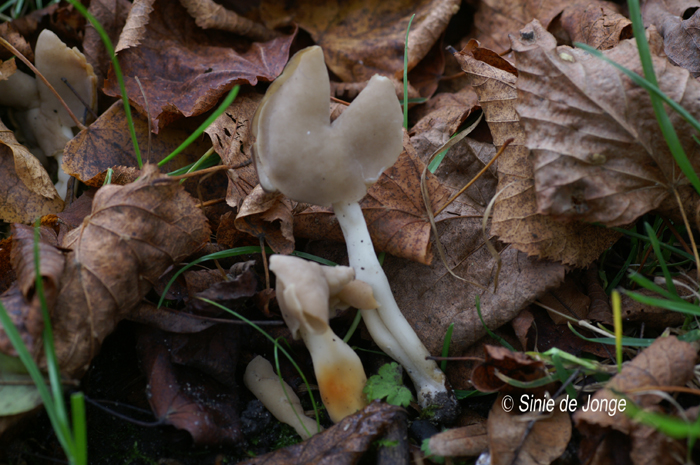 Zadelkluifzwam